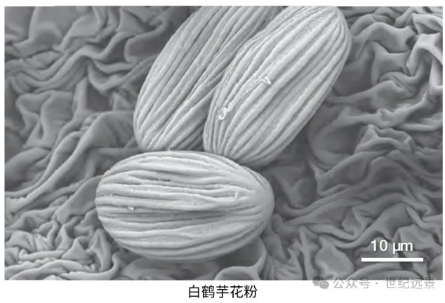 掃描電鏡租賃費(fèi)用